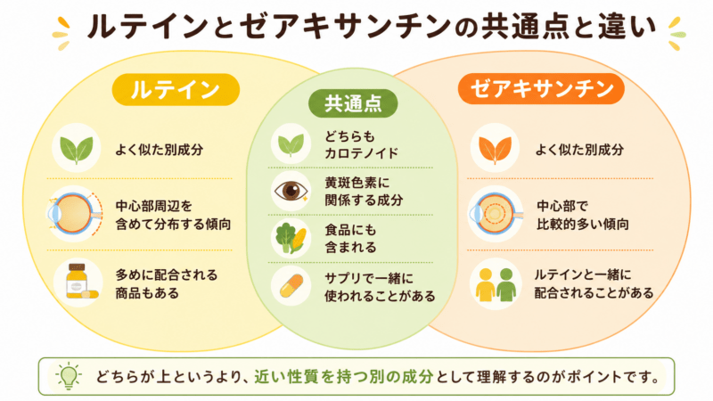 ルテインとゼアキサンチンの共通点と違いを2円比較図で整理した図。共通点として、どちらもカロテノイドで黄斑色素に関係し、食品にも含まれ、サプリで一緒に使われることがある点を示し、違いとして黄斑内での分布傾向やサプリでの配合のされ方をまとめている。